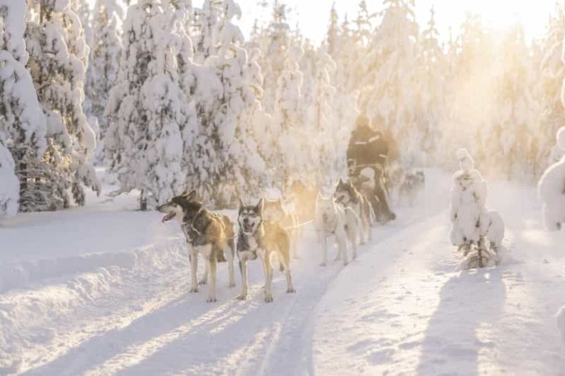 Billet Rovaniemi : Safari avec des huskys sur une piste enneigée