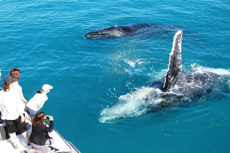 Billet Broome : Croisière observation des baleines et coucher de soleil