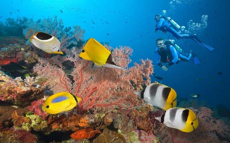 Billet Depuis Port Blair : excursion de 6 jours dans les îles Andaman avec transferts