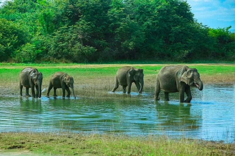 Billet Visite privative du parc national d'Uda Walawe avec tous les frais d'entrée