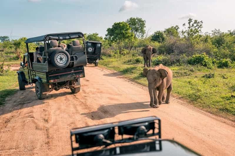 Billet Galle : safari au parc national d'Uda Walawe et sources chaudes