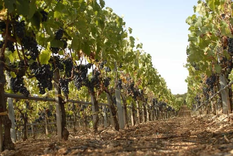 Billet Pouilles : visite de vignoble et dégustation de vin dans la vallée d'Itria