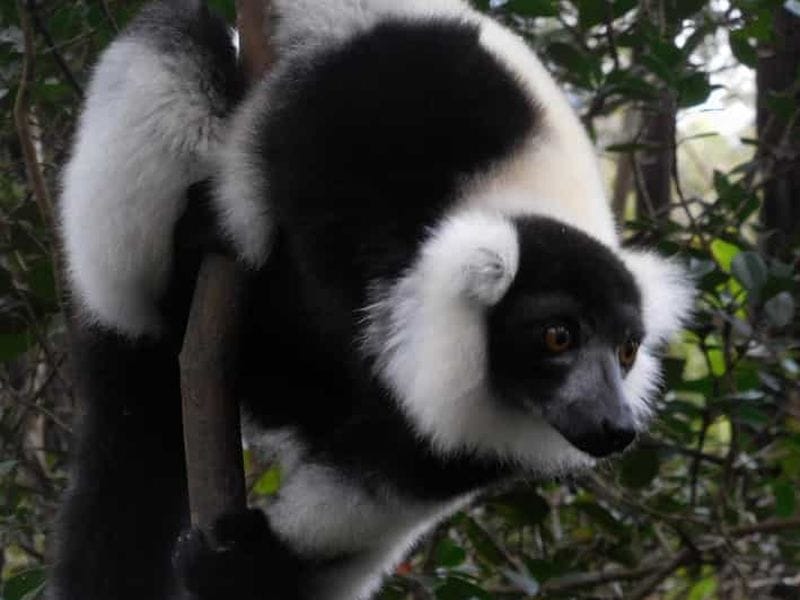 Billet Andasibe : excursion dans la forêt tropicale