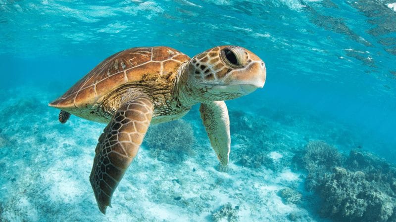 Billet Au départ de Cancun : Tulum, Cenote et baignade avec les tortues à Akumal
