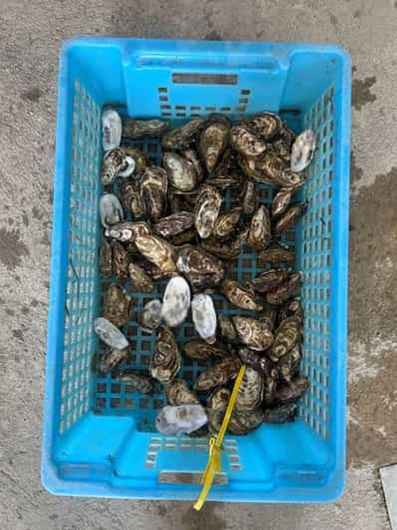Billet Noirmoutier : Visite Pédagogique sur la Vie de l'Huître