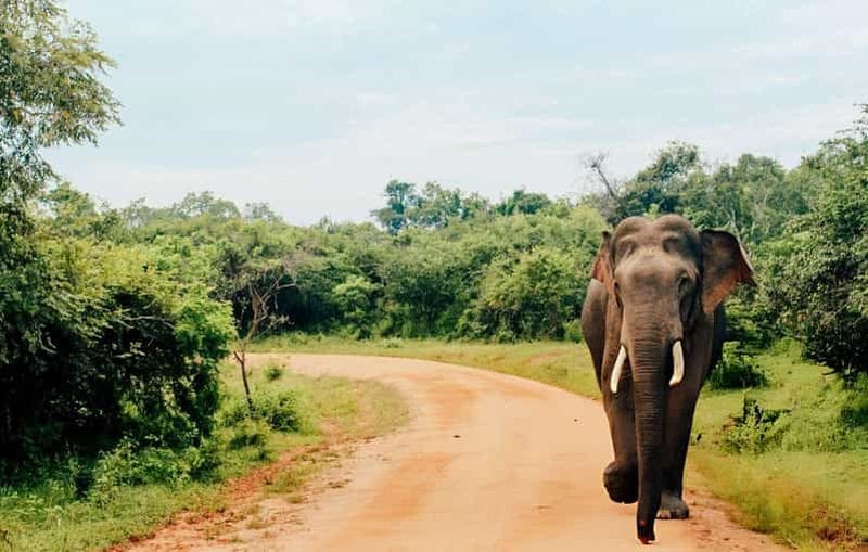 Billet Parc national d'Uda Walawe : safari avec des éléphants