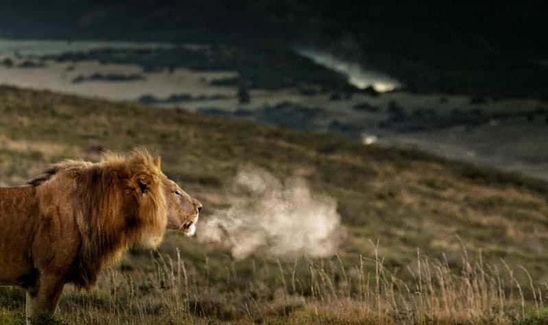 Billet Port Elizabeth : Safari de 2 jours au parc d'éléphants d'Addo