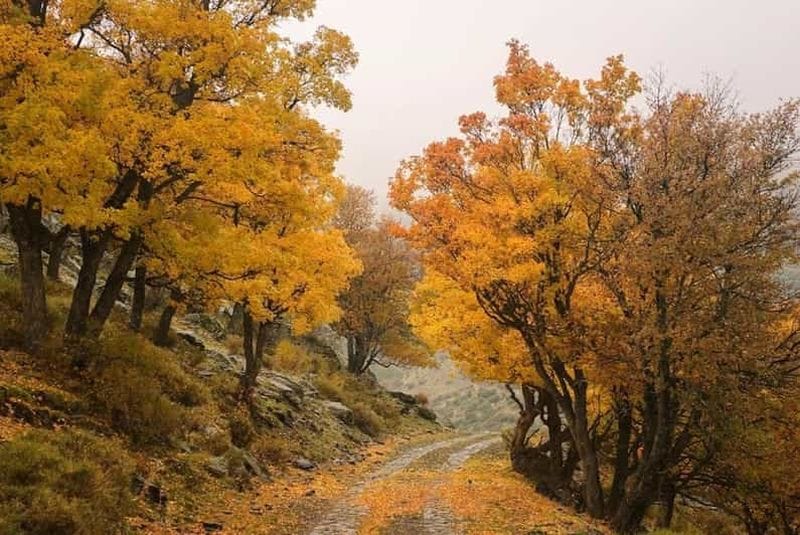 Billet Sierra Nevada : Parcours guidé à travers la Forêt Enchantée et ses légendes