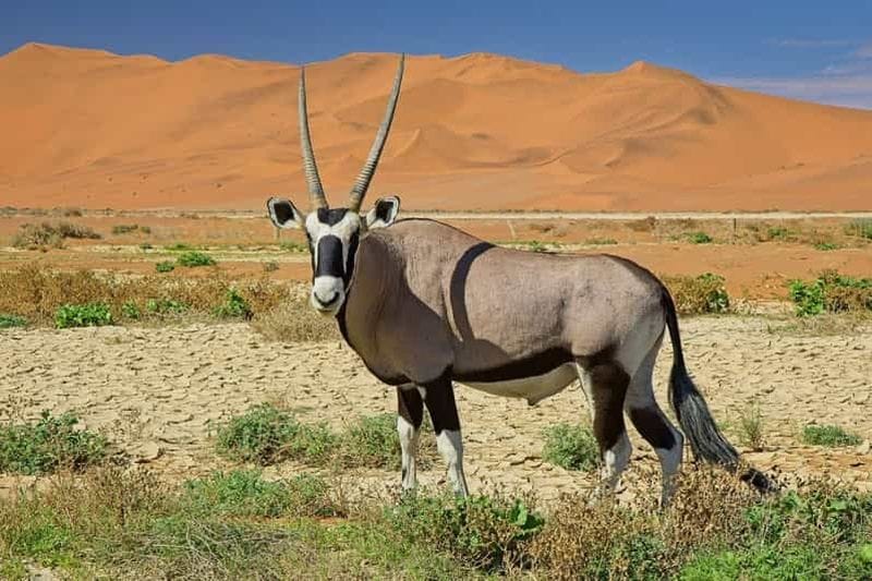 Billet Namibie : safari de 9 jours en Namibie et aventure dans le désert