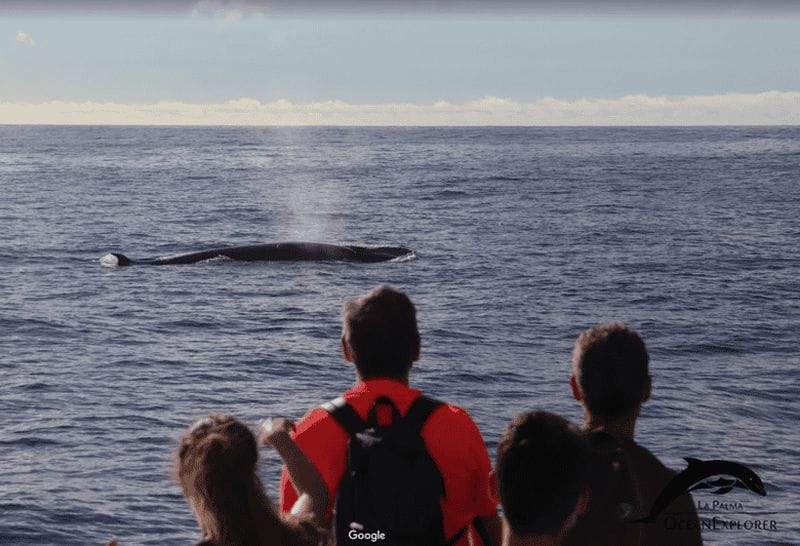 Billet La Palma : observation des baleines et sites côtiers incontournables
