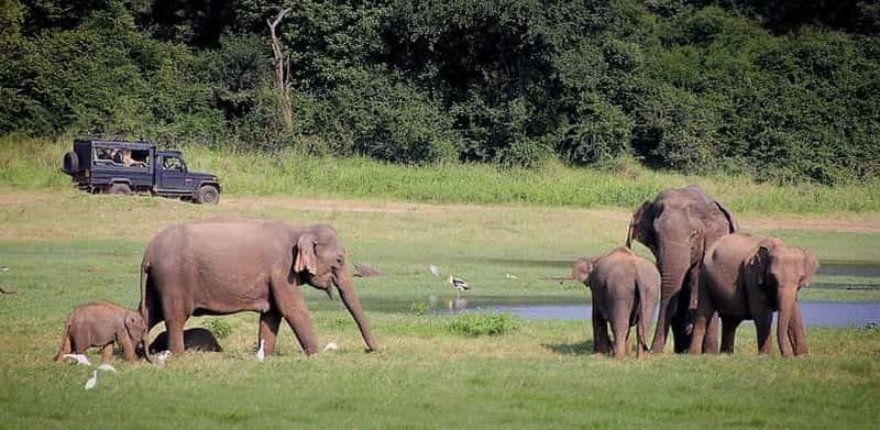 Billet Circuit de 4 jours au Sri Lanka - Triangle culturel, rafting et safari