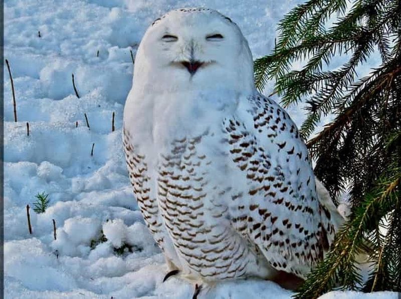 Billet Rovaniemi : billet pour le parc animalier de Ranua avec transport