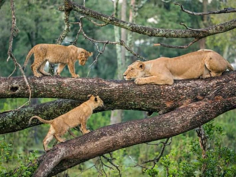 Billet Tanzanie : Safari de luxe de 5 jours avec hébergement en lodge