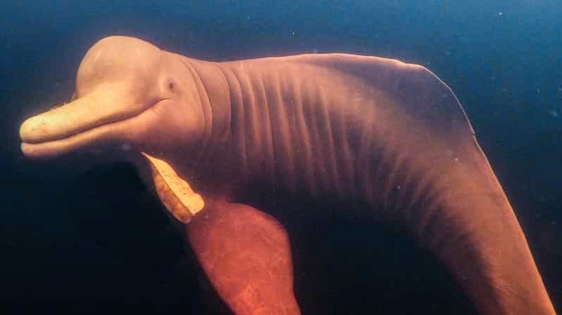 Billet Depuis Manaus : excursion de 3 ou 4 jours au Tapiri Anavilhanas Lodge