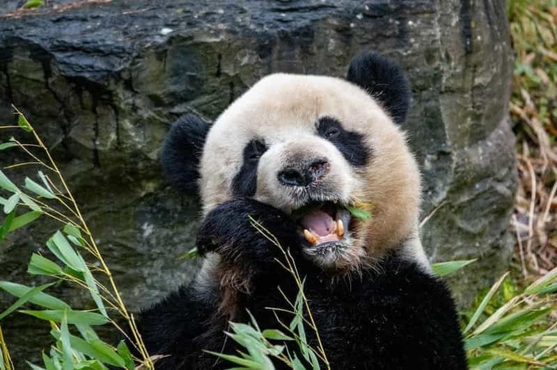 Billet Brugelette : Zoo Pairi Daiza avec billet d'entrée pour « Edenya »