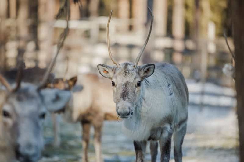 Billet Rovaniemi : Expérience avec les rennes et promenade en traîneau