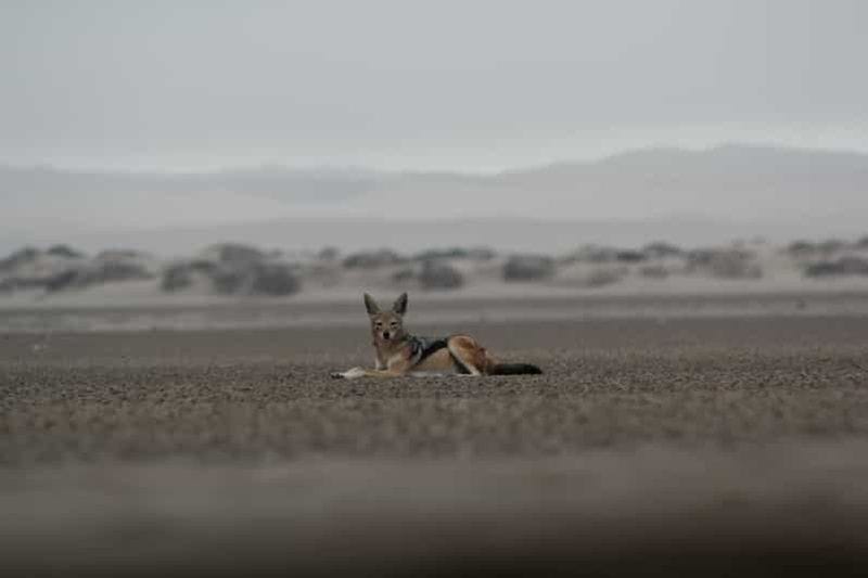 Billet Depuis Walvis Bay : safari en 4x4 à Sandwich Harbour avec guide