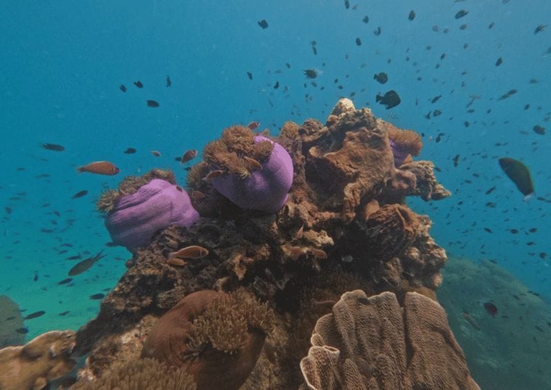 Billet Koh Kood : Excursion en bateau rapide pour la plongée en apnée avec déjeuner et transfert