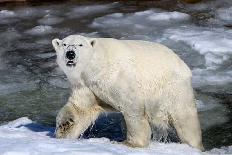 Billet Depuis Rovaniemi : visite du parc animalier de Ranua
