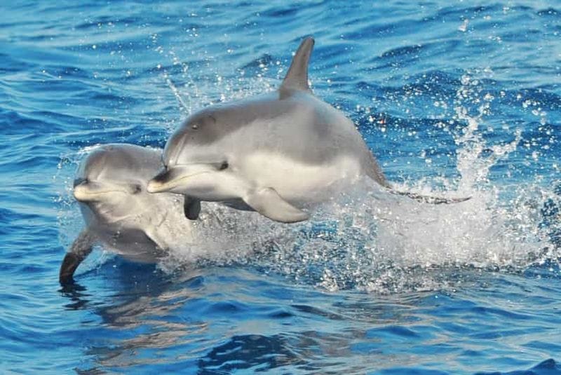 Billet Morro Jable : croisière d'observation des dauphins et des baleines, boissons et baignade