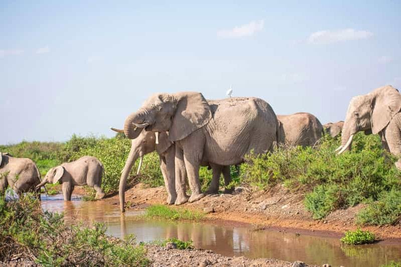 Billet Nairobi : Excursion d'une journée au parc national d'Amboseli et au village Maasai