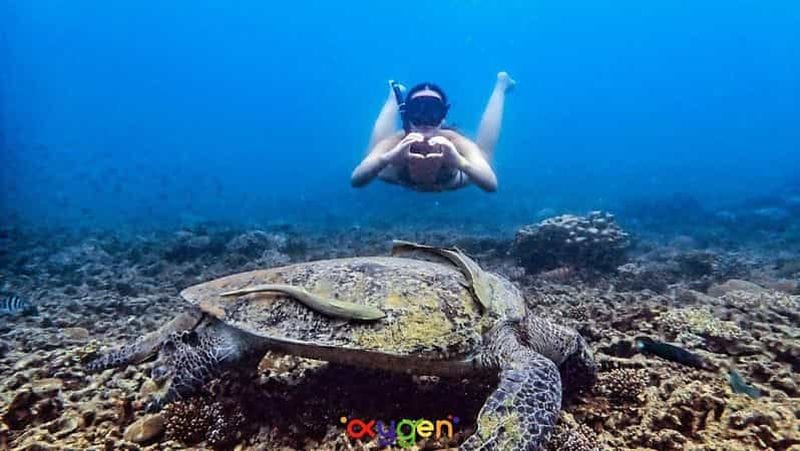 Billet Koh Tao : snorkeling matinal pour éviter les foules et observer les tortues