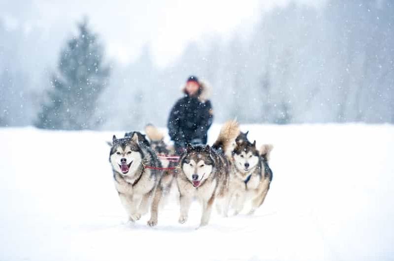 Billet Rovaniemi : promenade en traîneau à chiens de 2 km et visite du chenil avec prise en charge