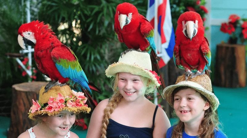 Billet Phuket : entrée au parc ornithologique, nourrissage des perroquets et spectacles quotidiens