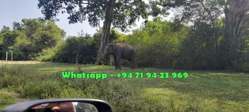 Billet Safari dans le parc d'Uda Walawe : depuis Ella et transfert vers Tangalle, Mirissa, Galle