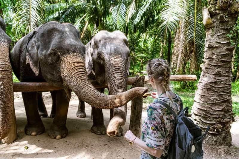 Billet Visite d'une journée : de Negombo/Colombo à l'orfélinat des éléphants, thé et Kandy