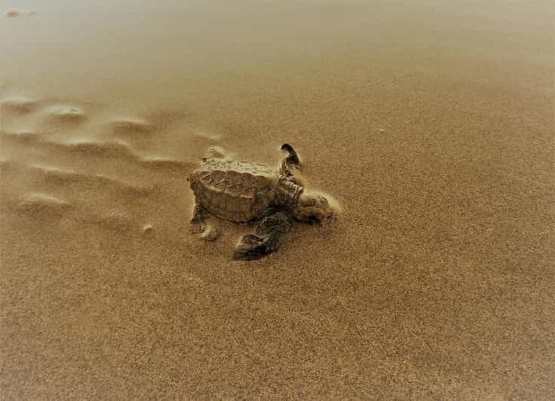 Billet Île de Mafia : visite guidée pour observer l'éclosion des œufs de tortues