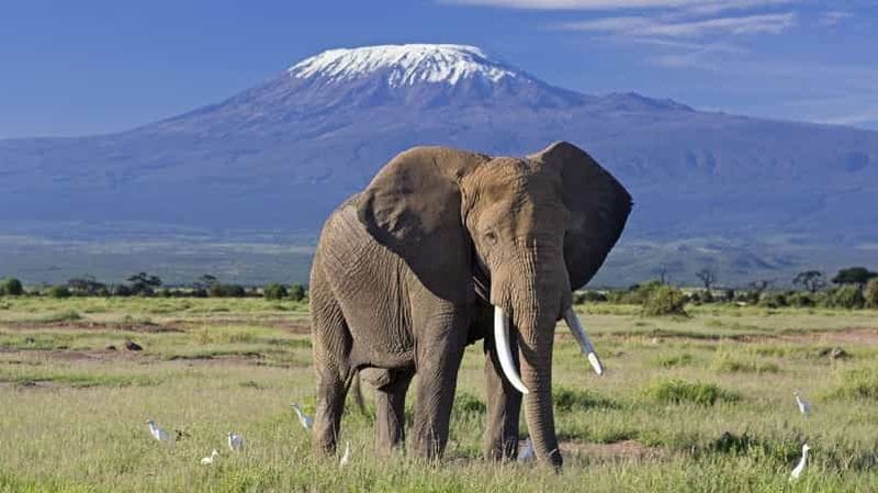 Billet 2 jours à Amboseli en Landcruiser 4x4 de safari (avec options)