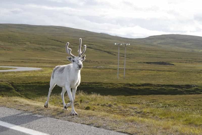 Billet Honningsvåg : navette en bus vers le cap Nord