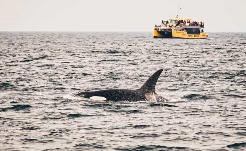 Billet Vancouver : sortie d'observation des baleines et de la faune marine avec photos gratuites