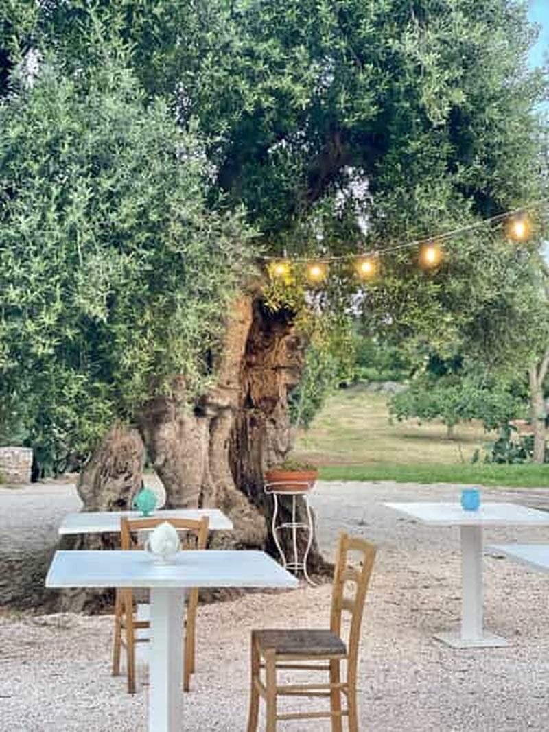 Billet Ostuni : visite d'une ferme parmi les oliviers millénaires avec dégustation d'huile