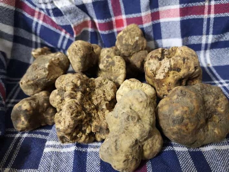 Billet Arezzo : chasse aux truffes, dégustation, cours de cuisine à base de truffes.