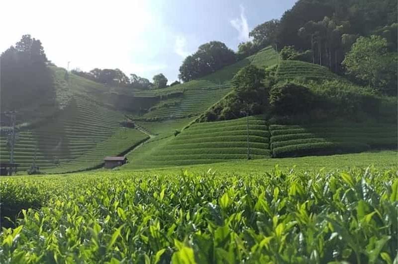 Billet Shizuoka : visite privative de 6 heures et plantation de thé avec véhicule