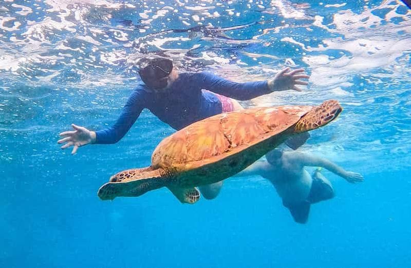 Billet Rarotonga : aventure snorkeling avec tortues et photos sous-marines