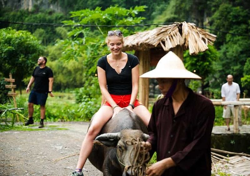 Billet Ninh Binh : Randonnée à dos de buffle, plantation de riz en groupe
