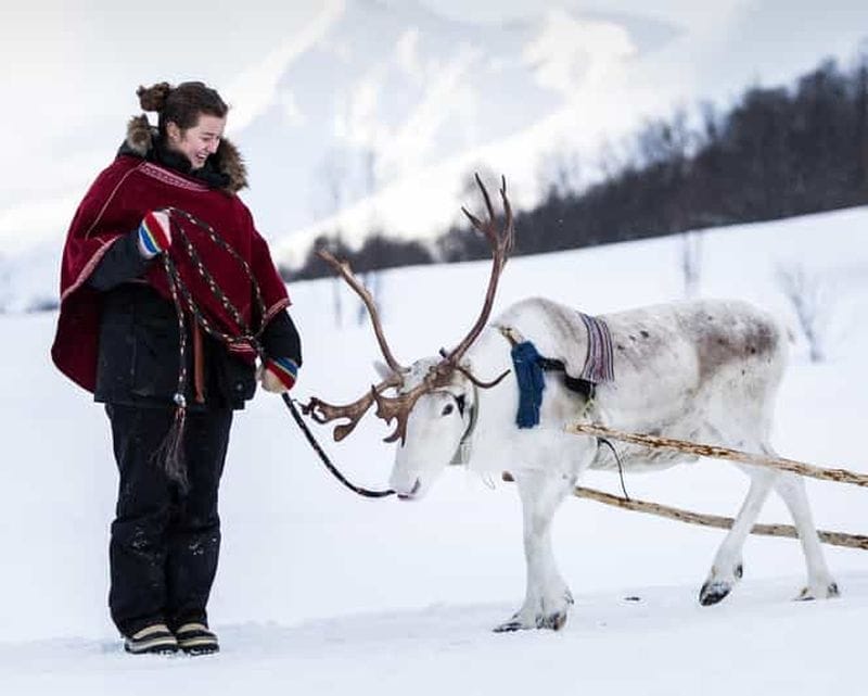Billet Les véritables habitants de l'Arctique : promenade en traîneau à rennes au camp Tamok