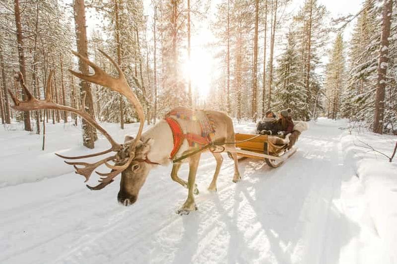 Billet Rovaniemi : Village du Père Noël + Traîneau à chiens et rennes