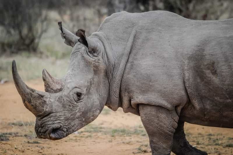 Billet Livingstone : Safari en 4x4 et safari à pied avec le rhinocéros blanc