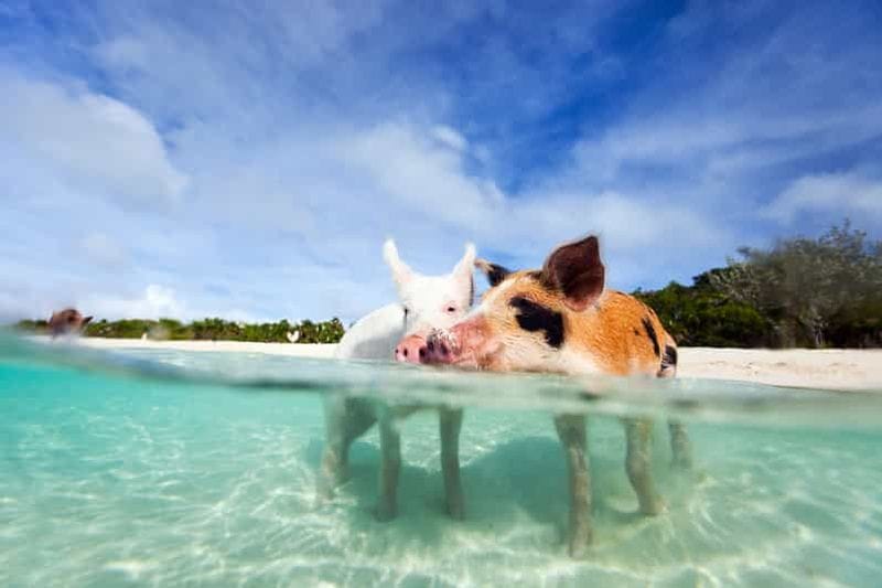Billet Nassau : visite de 3 îles, snorkeling, Pig Beach, tortues et déjeuner