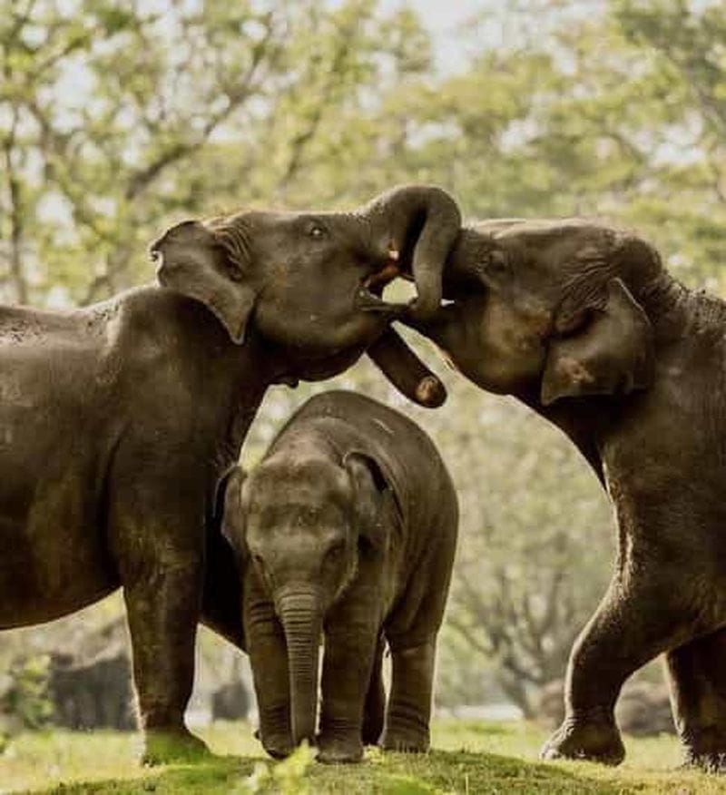 Billet Parc national de Minneriya : safari privé de luxe à dos d'éléphant