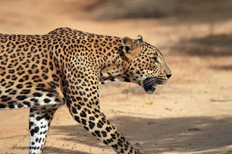 Billet Depuis Ella : safari à Tangalle/Hiriketiya/Mirissa et Yala