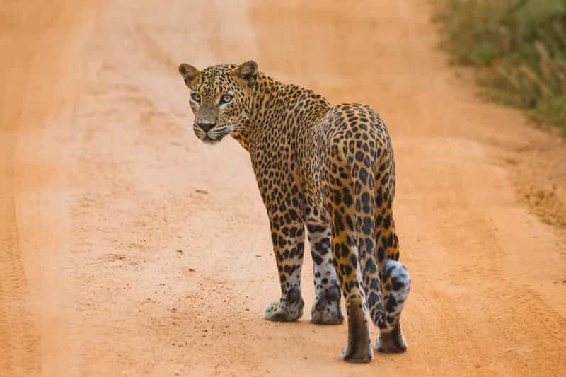 Billet YALA SAFARI TOUR de TANGALLE/HIRIKETIYA/MIRISSA/GALLE