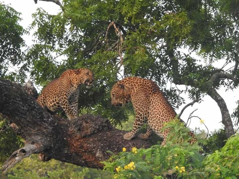 Billet Parc national de Yala : safari des léopards et des éléphants avec billets d'entrée