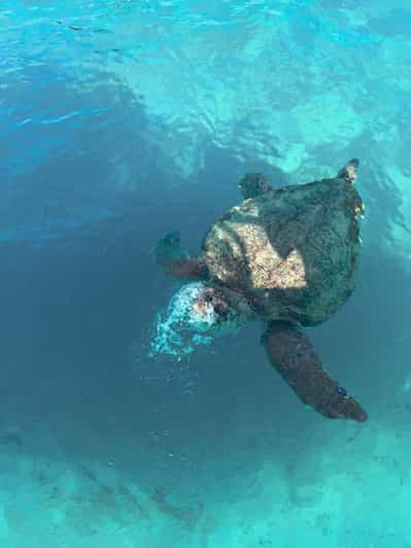 Billet Zante : excursion en hors-bord, tortues, grottes de Keri et Marathonisi