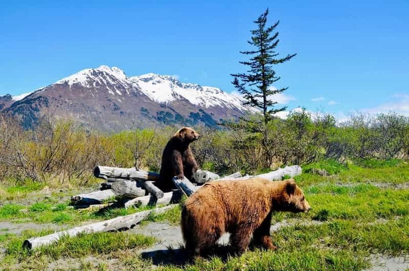 Billet Centre de conservation de la faune de l'Alaska : billet d'entrée