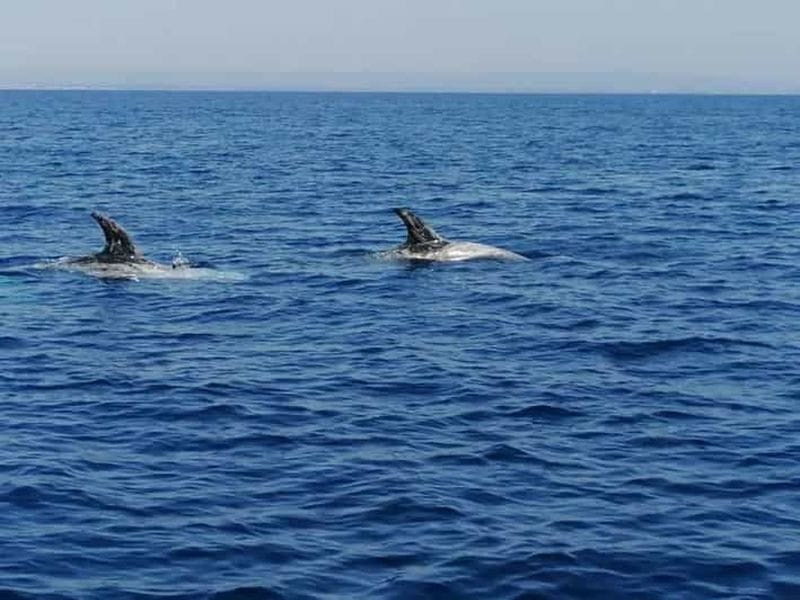 Billet Tarante : excursion de recherche et d'observation des dauphins avec pauses baignade et skipper